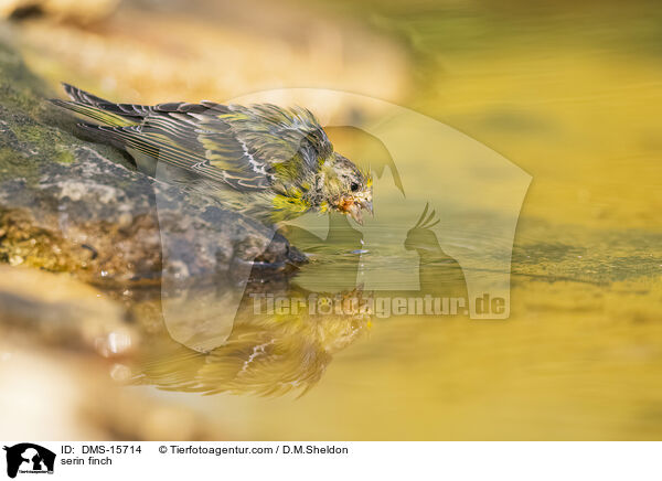 Girlitz / serin finch / DMS-15714