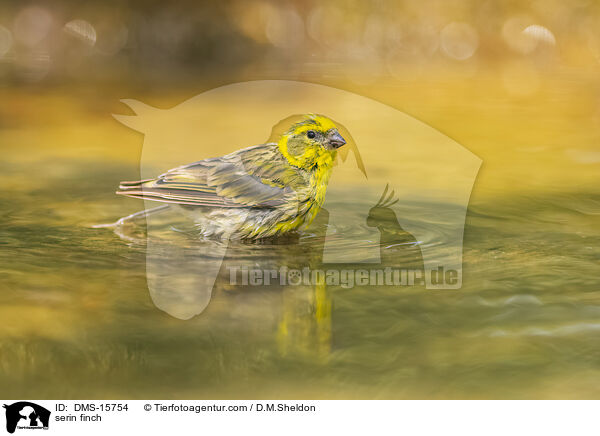 Girlitz / serin finch / DMS-15754