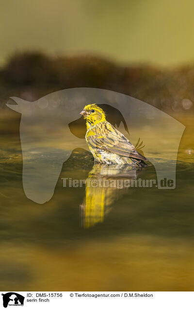 Girlitz / serin finch / DMS-15756