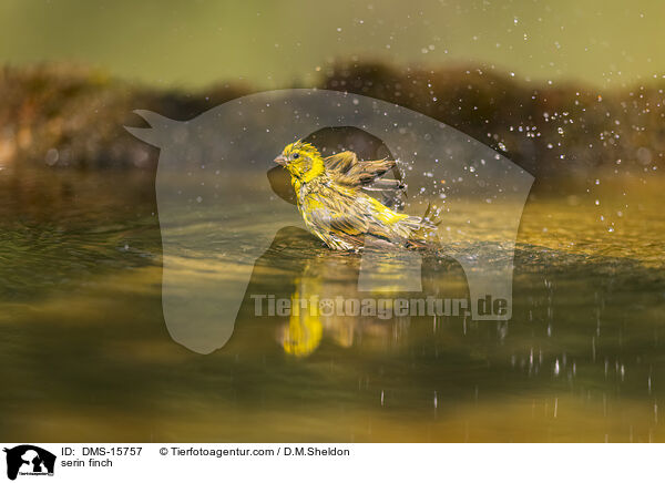 Girlitz / serin finch / DMS-15757