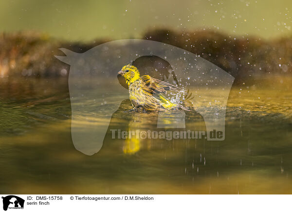 Girlitz / serin finch / DMS-15758