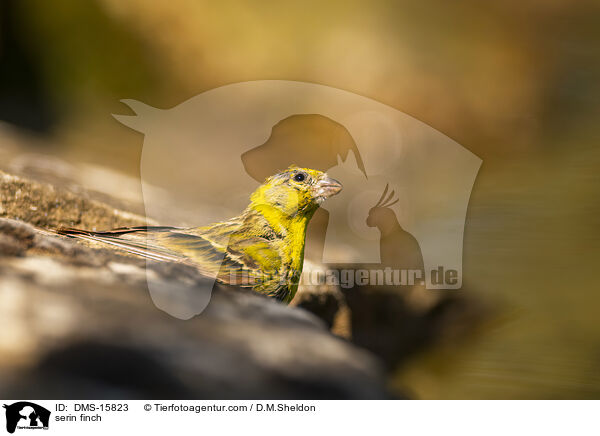 Girlitz / serin finch / DMS-15823