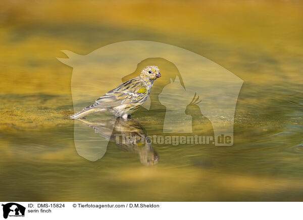 Girlitz / serin finch / DMS-15824