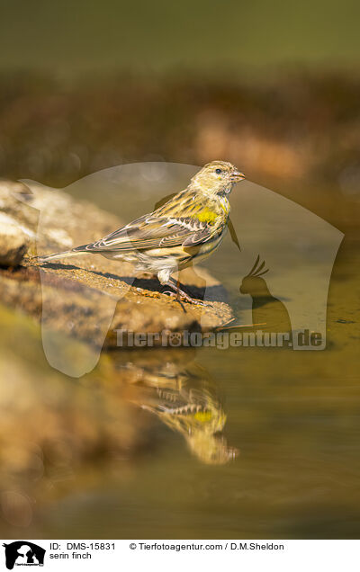 Girlitz / serin finch / DMS-15831