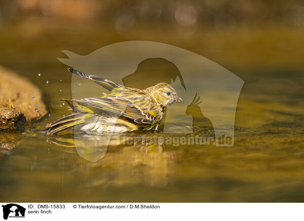 Girlitz / serin finch / DMS-15833