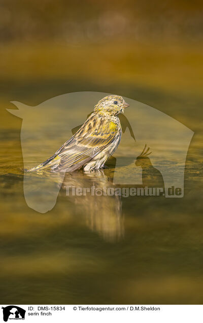 Girlitz / serin finch / DMS-15834