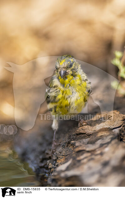 Girlitz / serin finch / DMS-15835