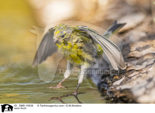 Girlitz / serin finch / DMS-15836