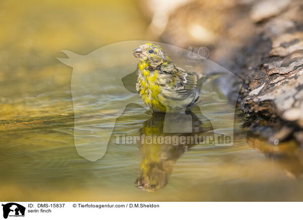 Girlitz / serin finch / DMS-15837