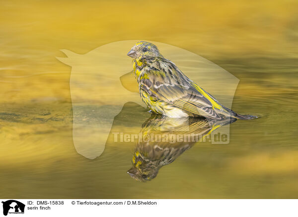 Girlitz / serin finch / DMS-15838