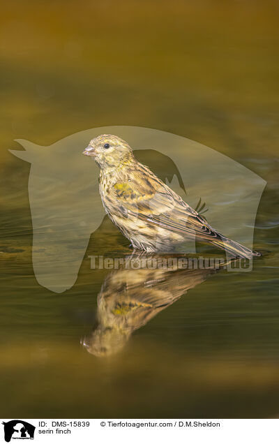 Girlitz / serin finch / DMS-15839