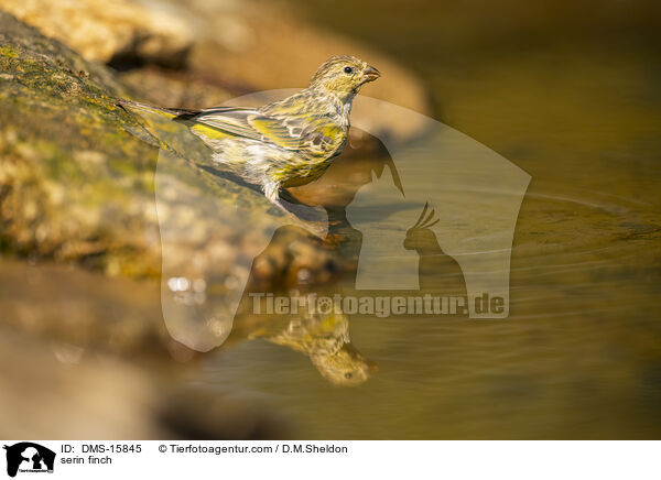 Girlitz / serin finch / DMS-15845