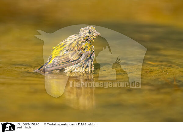 Girlitz / serin finch / DMS-15846