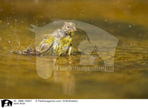 Girlitz / serin finch / DMS-15847