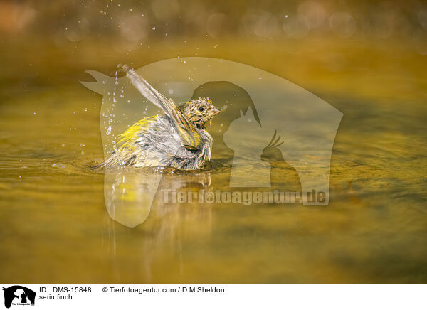 Girlitz / serin finch / DMS-15848