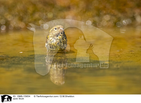 Girlitz / serin finch / DMS-15854