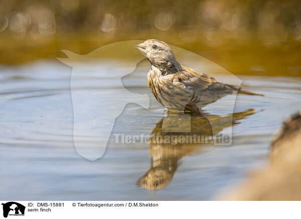 Girlitz / serin finch / DMS-15881