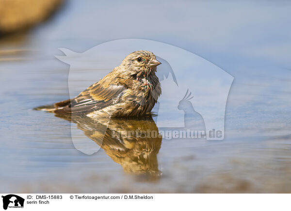 Girlitz / serin finch / DMS-15883