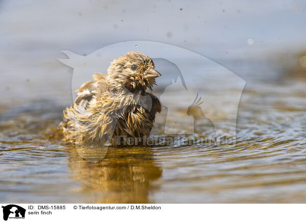 Girlitz / serin finch / DMS-15885