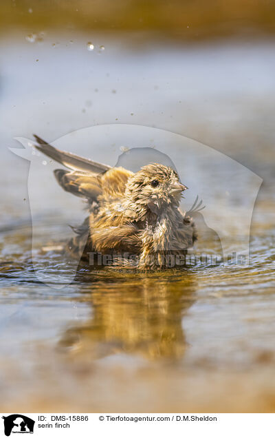 Girlitz / serin finch / DMS-15886