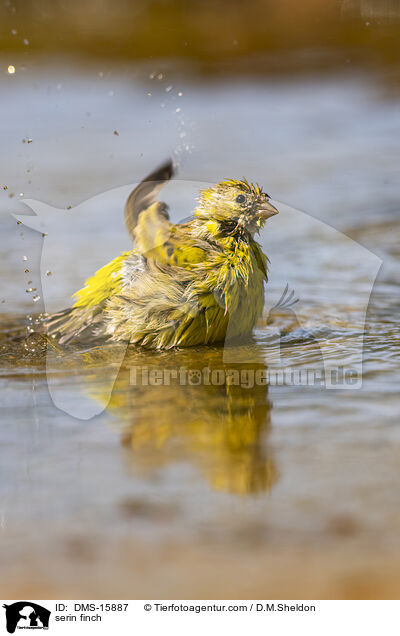 Girlitz / serin finch / DMS-15887