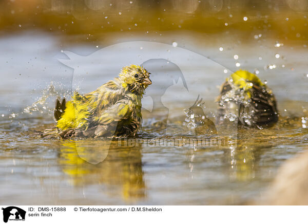 Girlitz / serin finch / DMS-15888