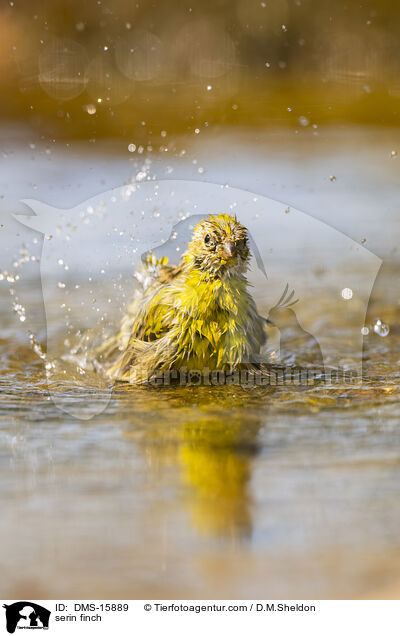 Girlitz / serin finch / DMS-15889