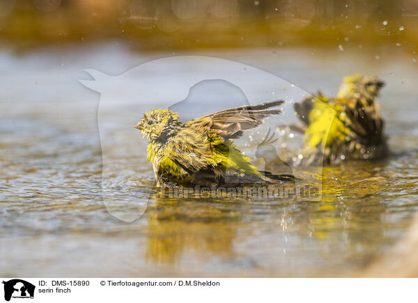 Girlitz / serin finch / DMS-15890