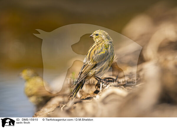Girlitz / serin finch / DMS-15910