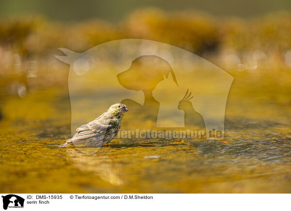 Girlitz / serin finch / DMS-15935