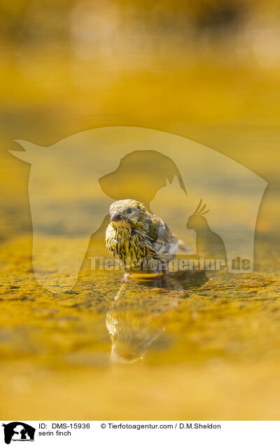 Girlitz / serin finch / DMS-15936