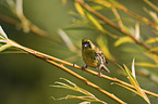 serin