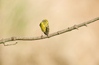 european serin