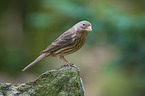 european serin
