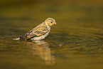 serin finch