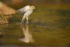 serin finch