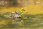 serin finch
