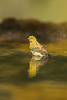 serin finch