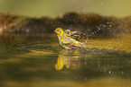 serin finch