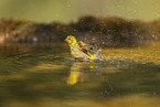 serin finch