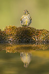serin finch