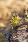 serin finch