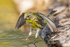 serin finch