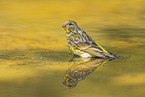 serin finch