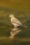 serin finch