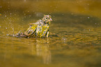 serin finch