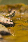 serin finch