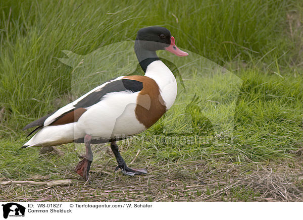 Brandgans / Common Shelduck / WS-01827