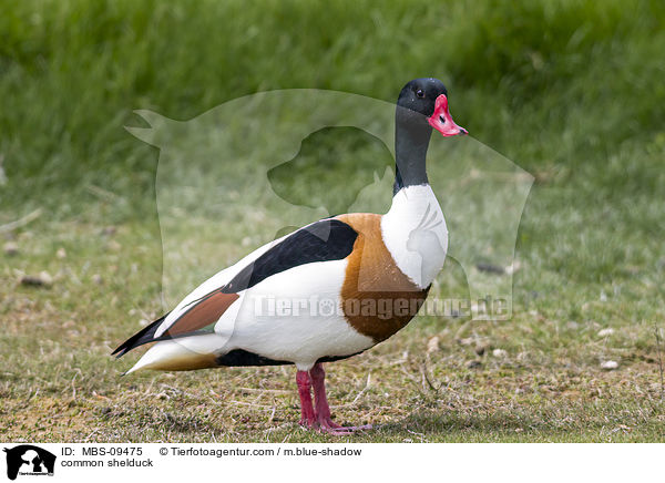 Brandgans / common shelduck / MBS-09475