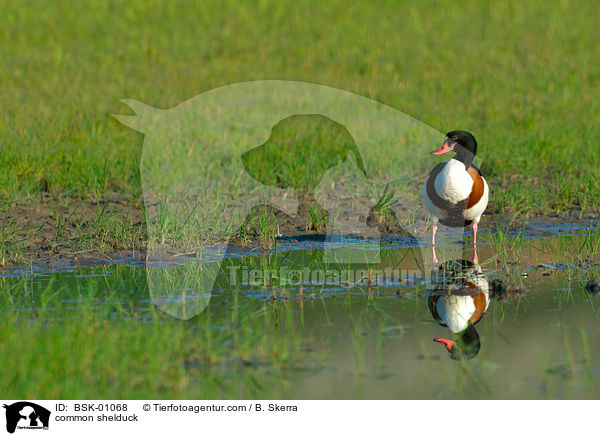 Brandgans / common shelduck / BSK-01068
